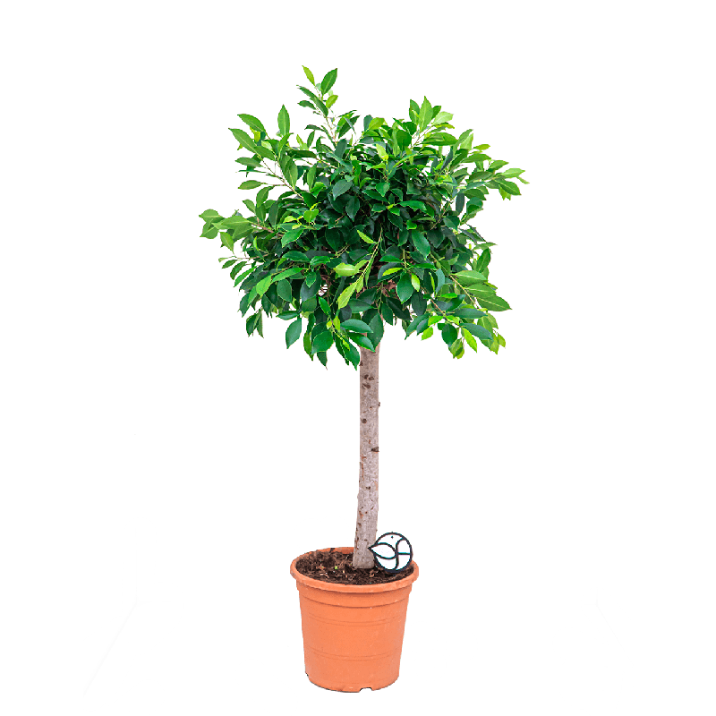 Ficus Nitida op stam