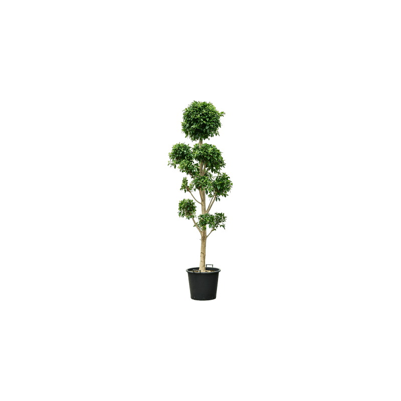 Ficus Nitida pon pon