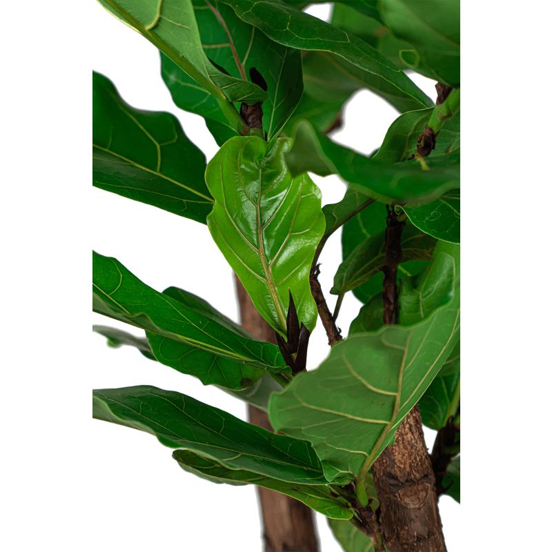 Ficus lyrata vertakt