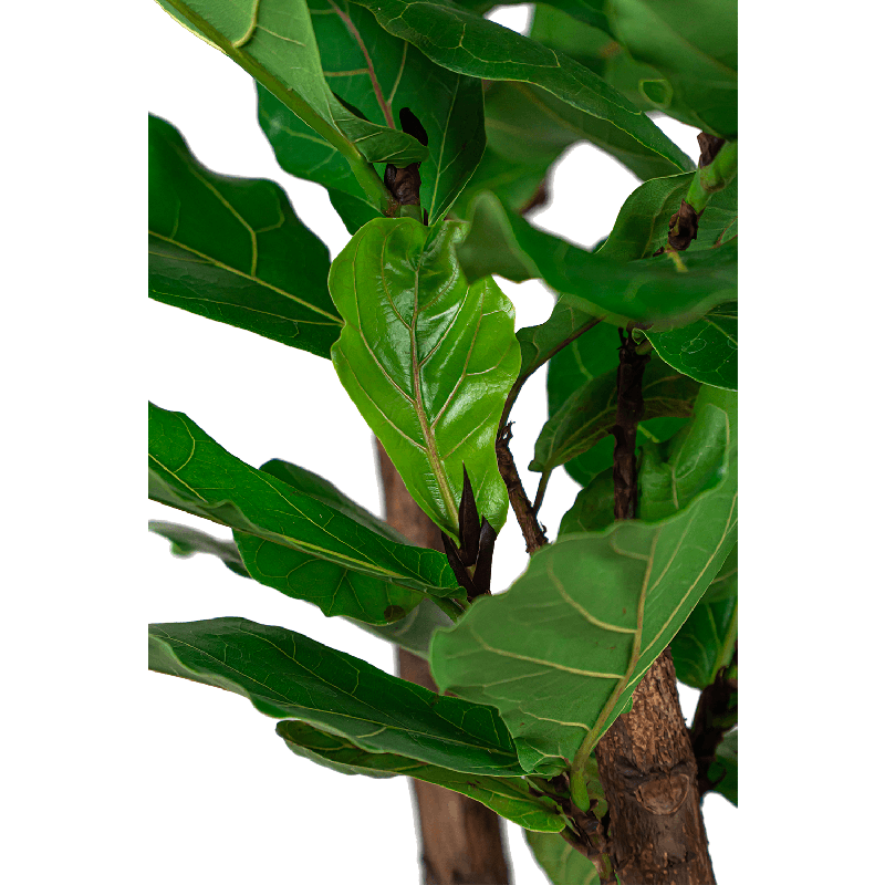 Ficus Lyrata vertakt in Grigio Egg Concrete grijs