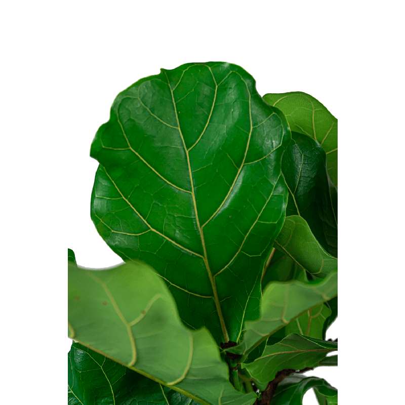 Ficus Lyrata vertakt in Grigio Egg Concrete grijs