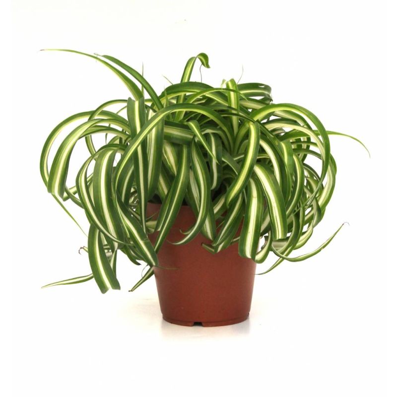 Chlorophytum Bonnie