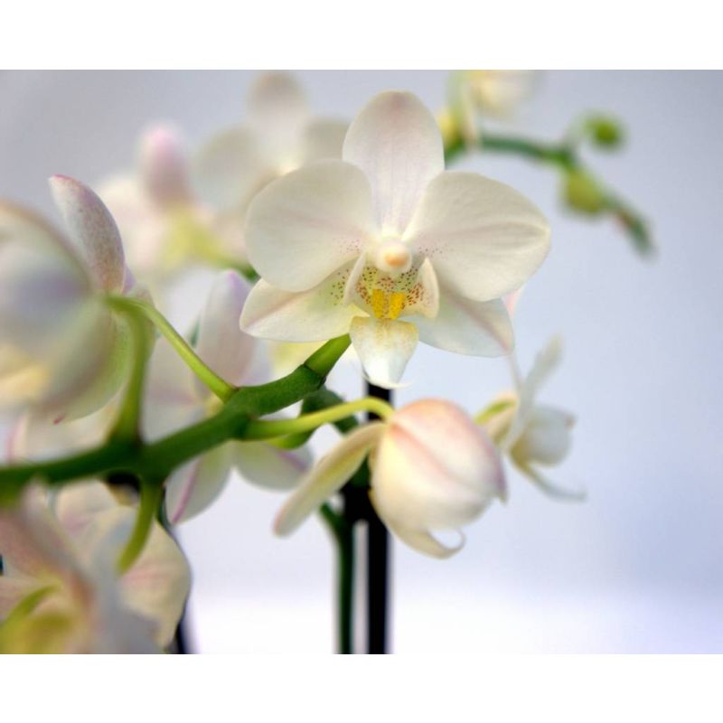 Pokon Bio Orchidee Potgrond Turfvrij 5L