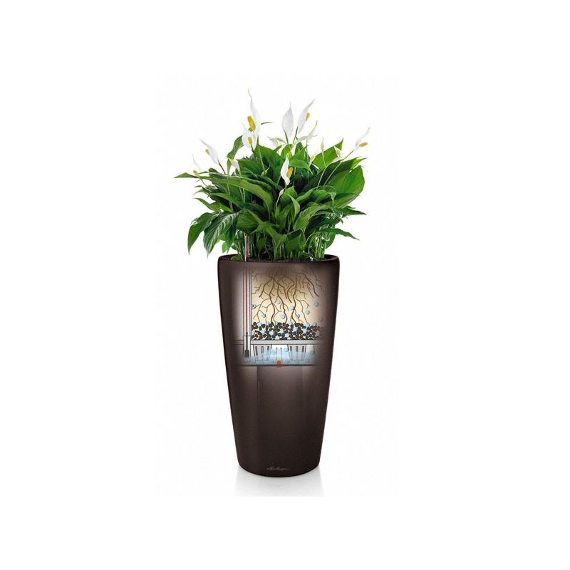 Ficus Bonsai in watergevende Rondo antraciet