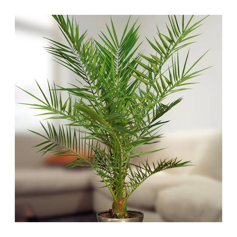 Phoenix canariensis 