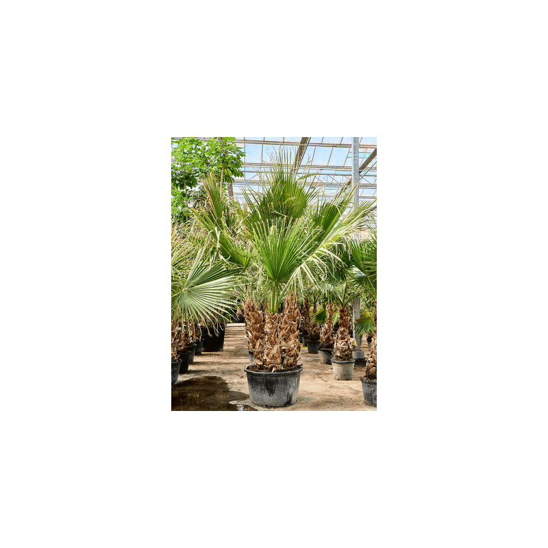 Washingtonia filifera - meerstammig