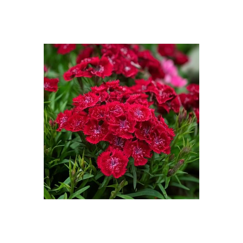 Dianthus Leuchtfunck 