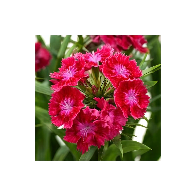 Dianthus Brilliant 