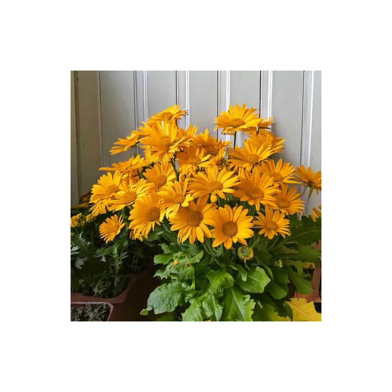 Doronicum Magnificum
