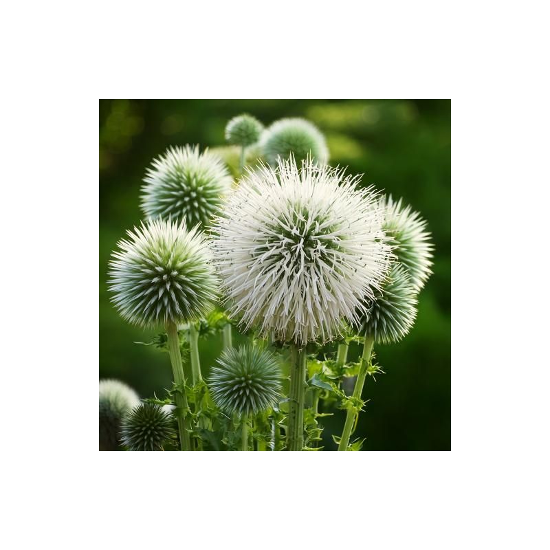 Echinops Albus 