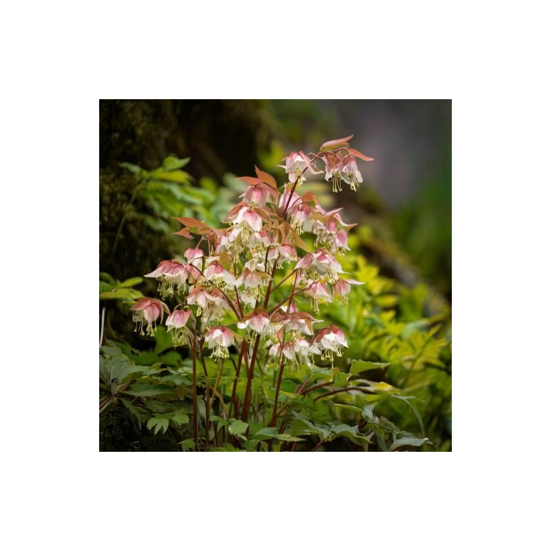 Epimedium Shiho 