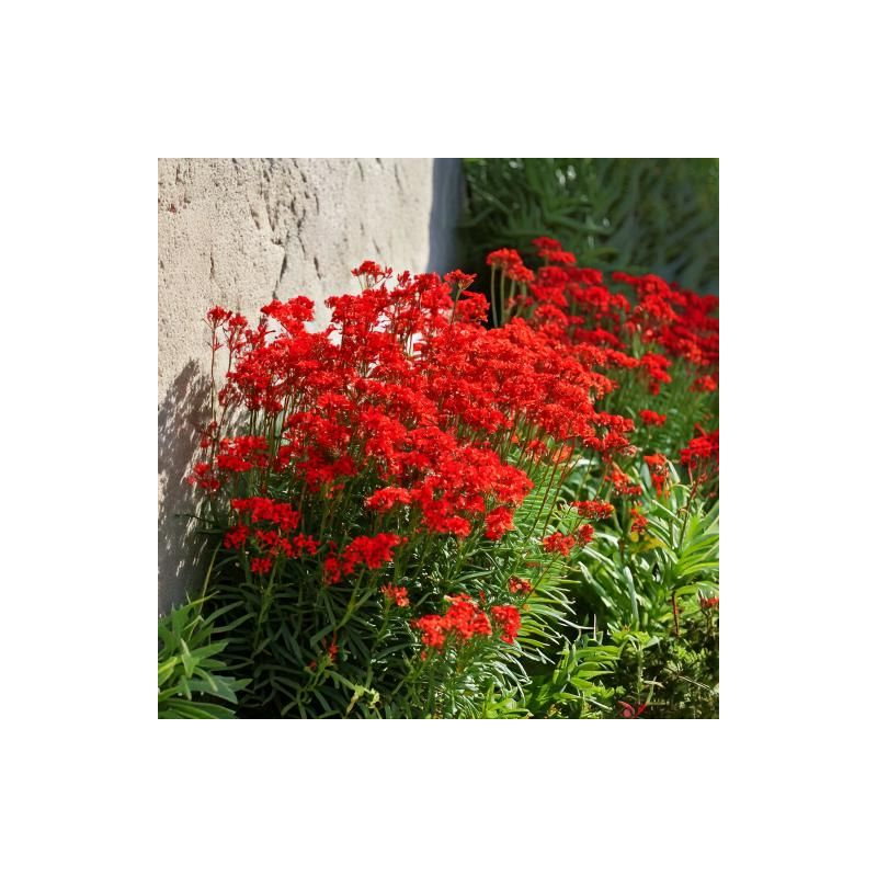 Erysimum Red Jep 