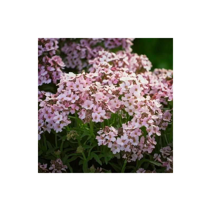 Iberis Pink Ice