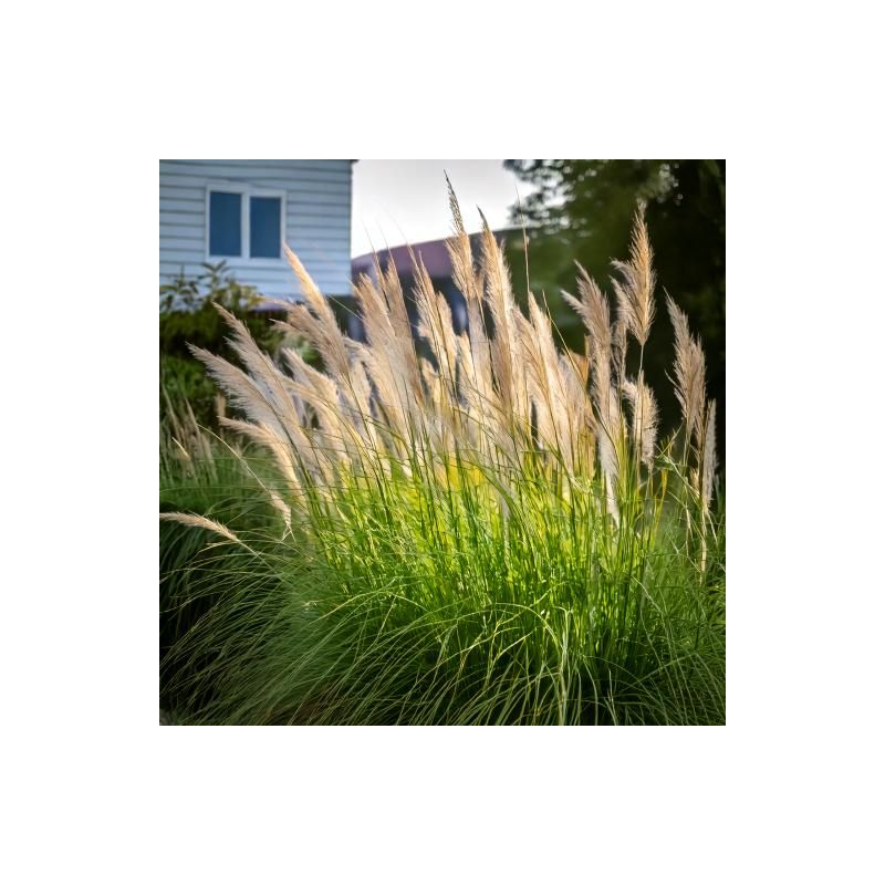 Pennisetum Japonicum