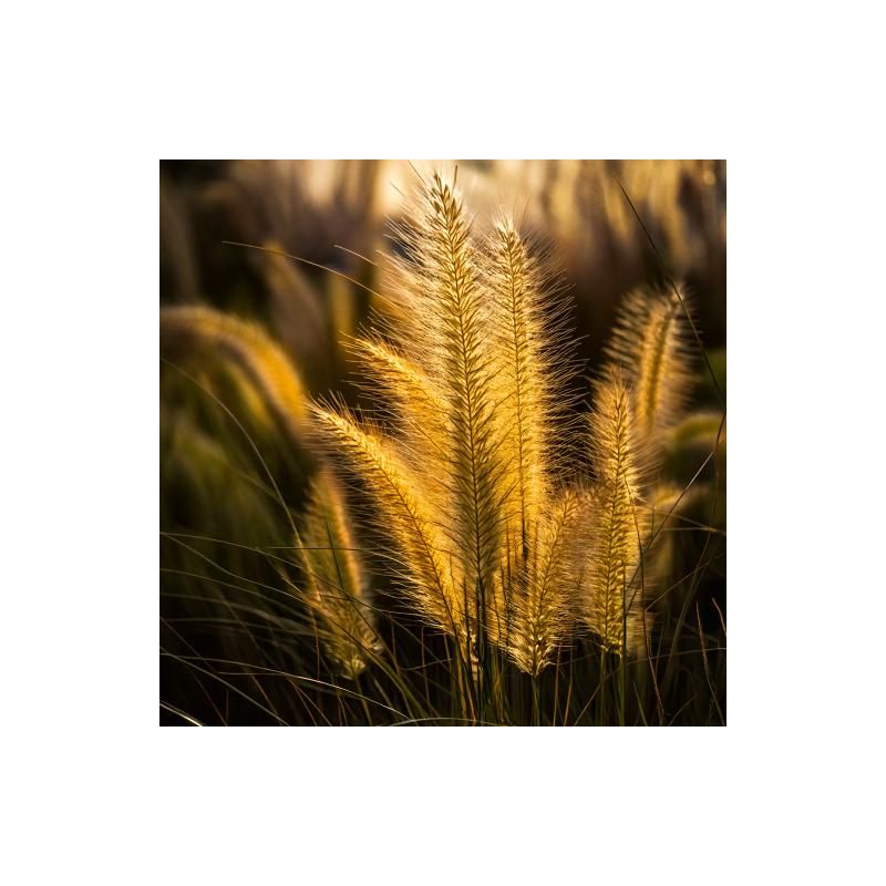 Pennisetum Gelbsteil 
