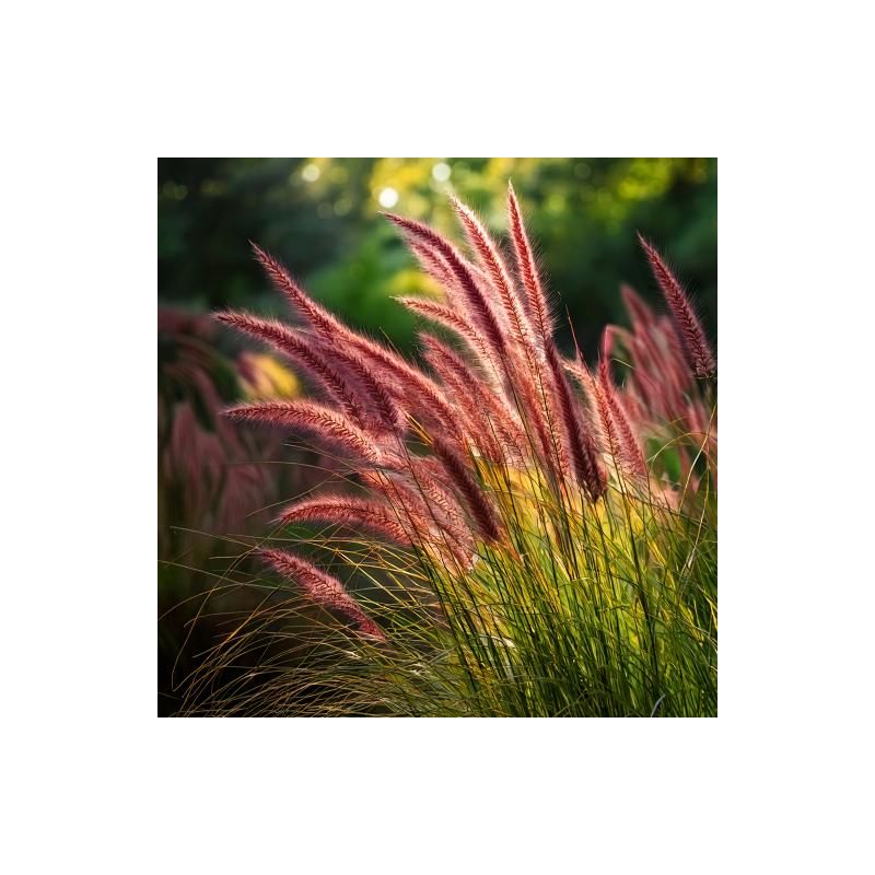 Pennisetum Red Head - biologisch