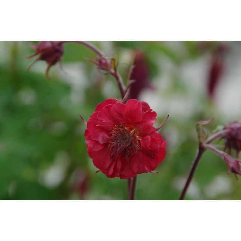 Geum Flames of Passion
