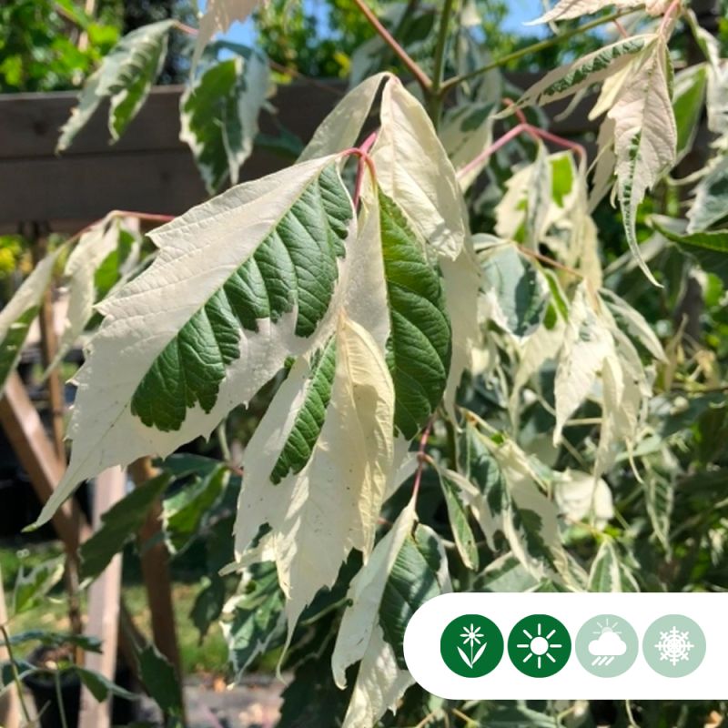 Acer Flamingo - leiboom