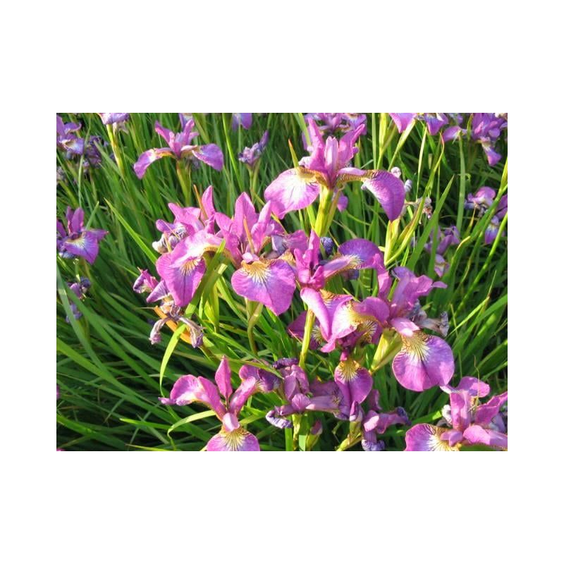 Iris Sparkling Rose