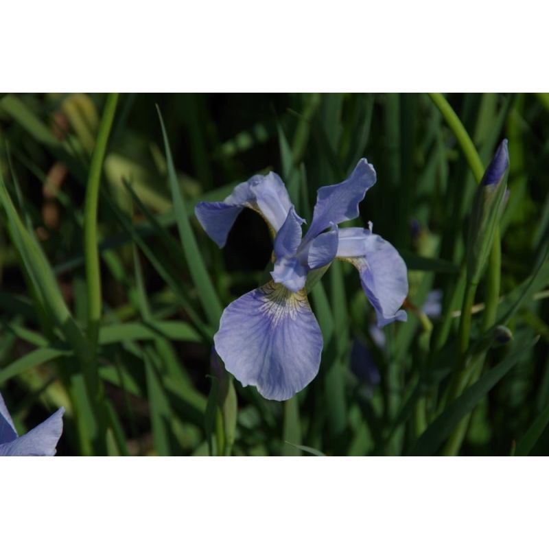 Iris Perry's Blue 