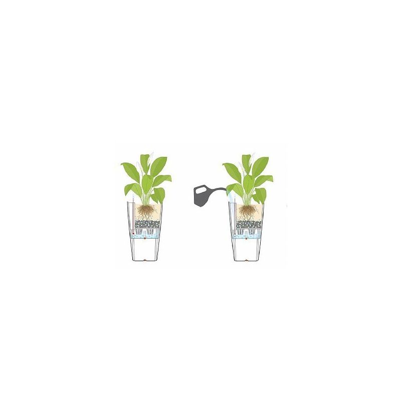 Calathea Orbifolia in watergevende Rondo wit