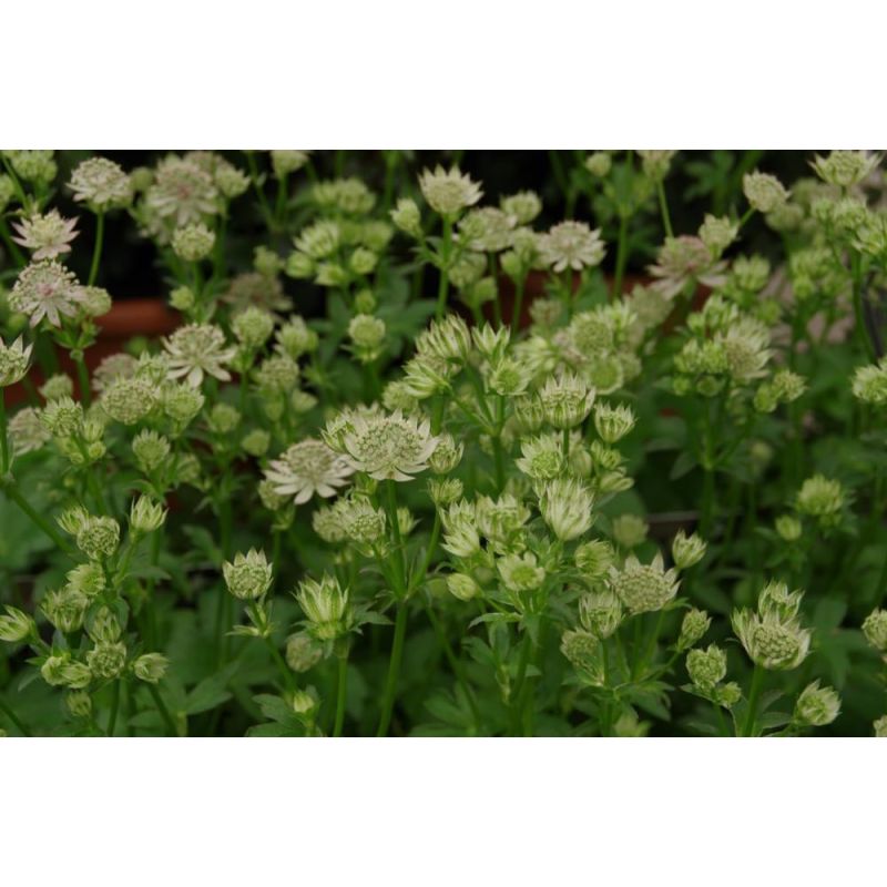Astrantia Florence
