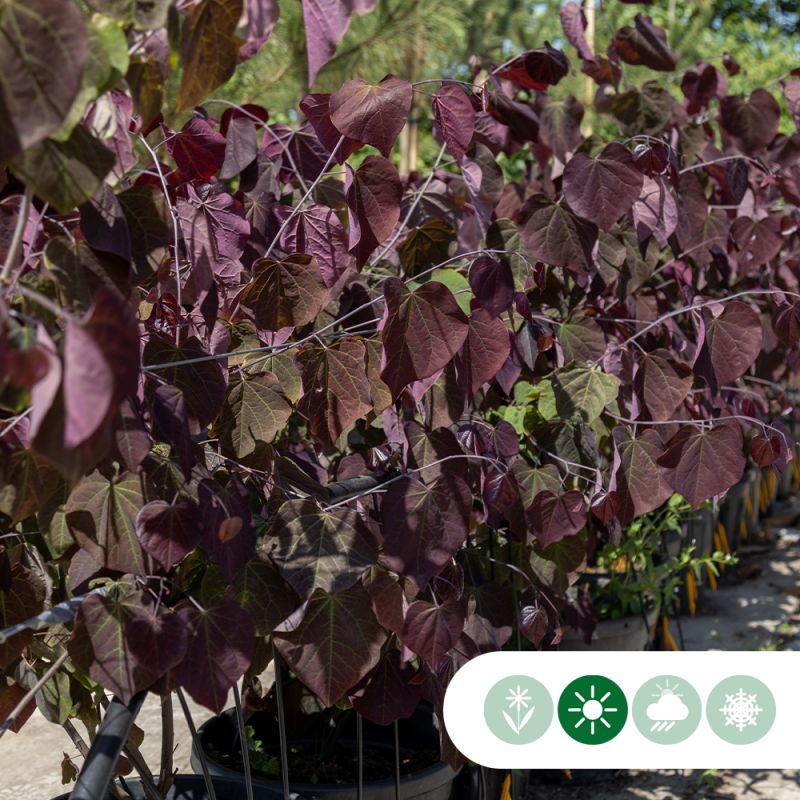 Cercis Forest Pansy - laagstam