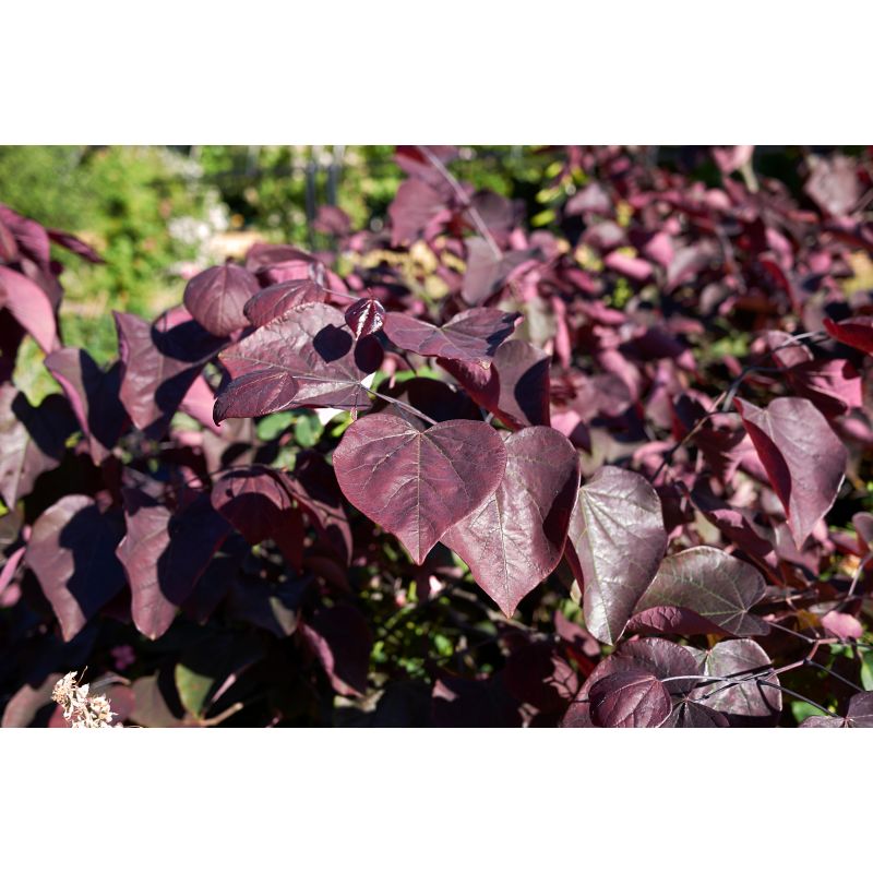 Cercis Forest Pansy - leiboom laagstam