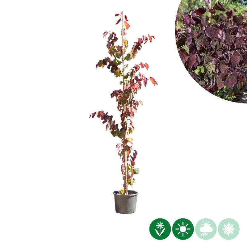 Cercis Forest Pansy - laagstam