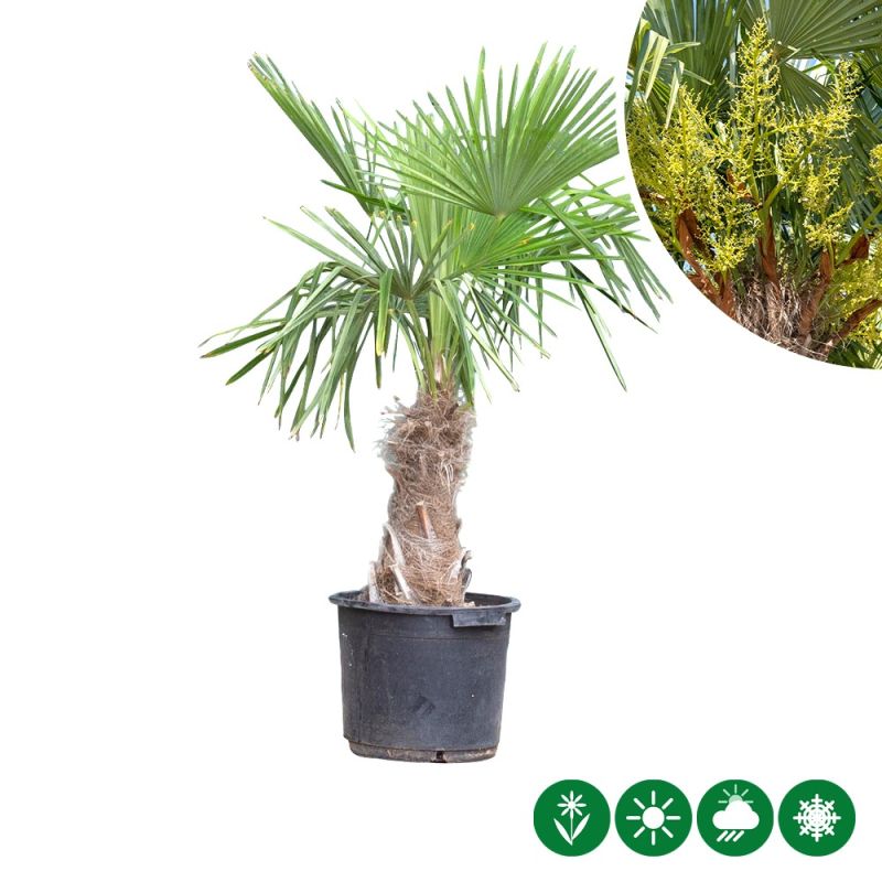 Trachycarpus fortunei