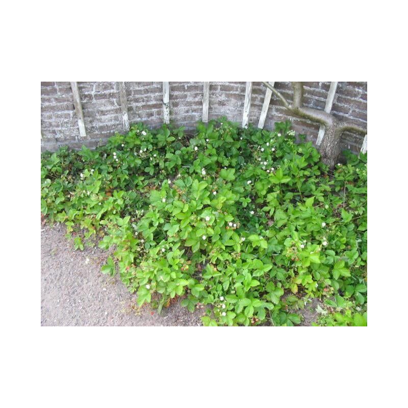 Fragaria vesca 