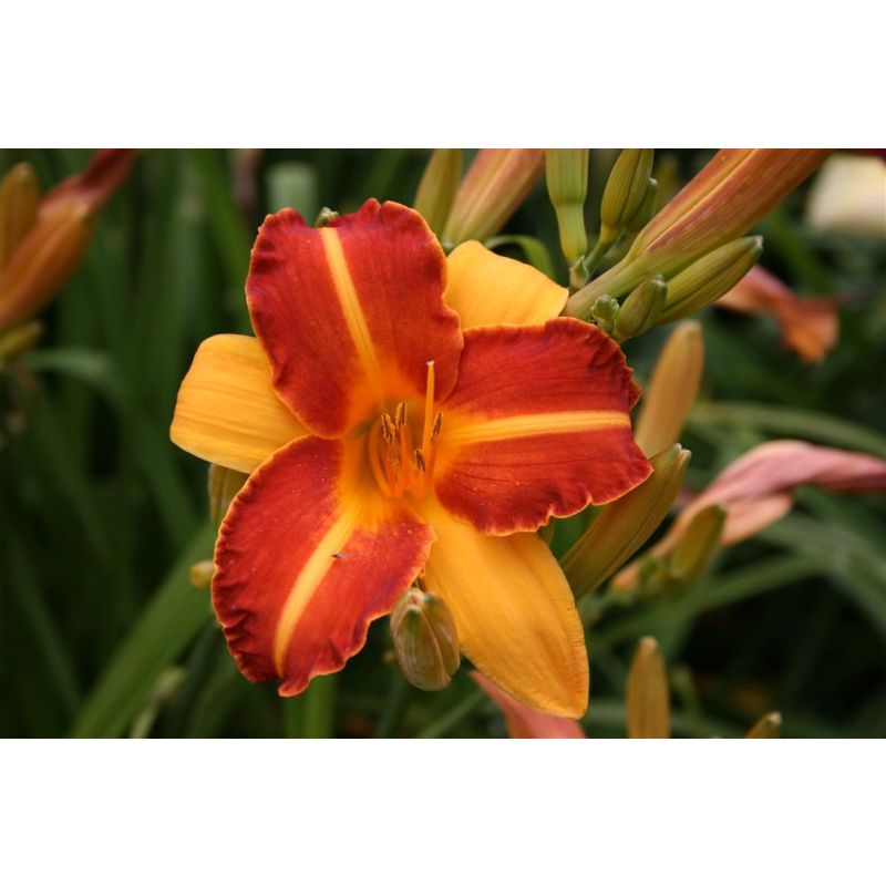 Hemerocallis Frans Hals 