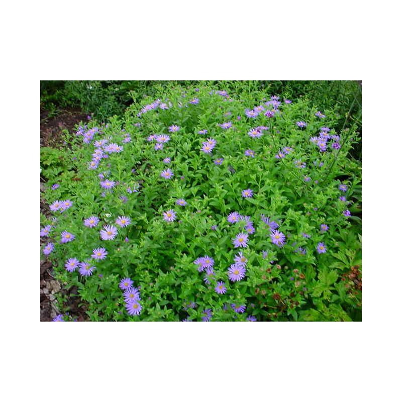 Aster Munch - biologisch