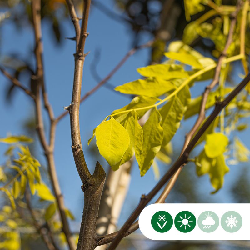 Robinia Frisia