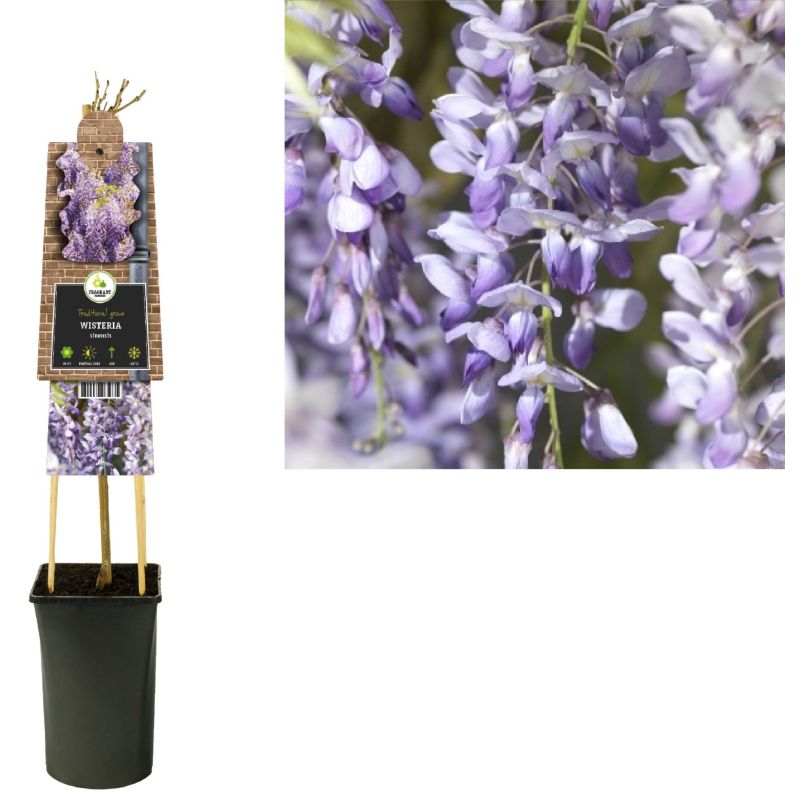 Wisteria From Seed