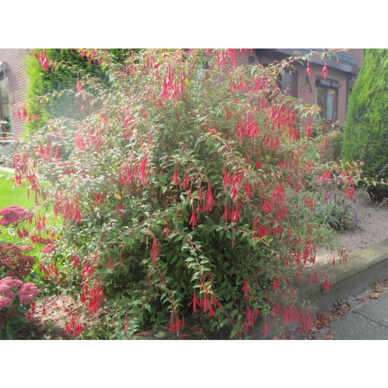 Fuchsia magellanica gracilis