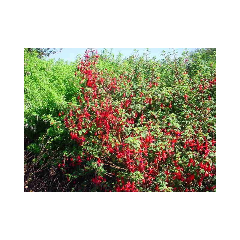 Fuchsia riccartonii 