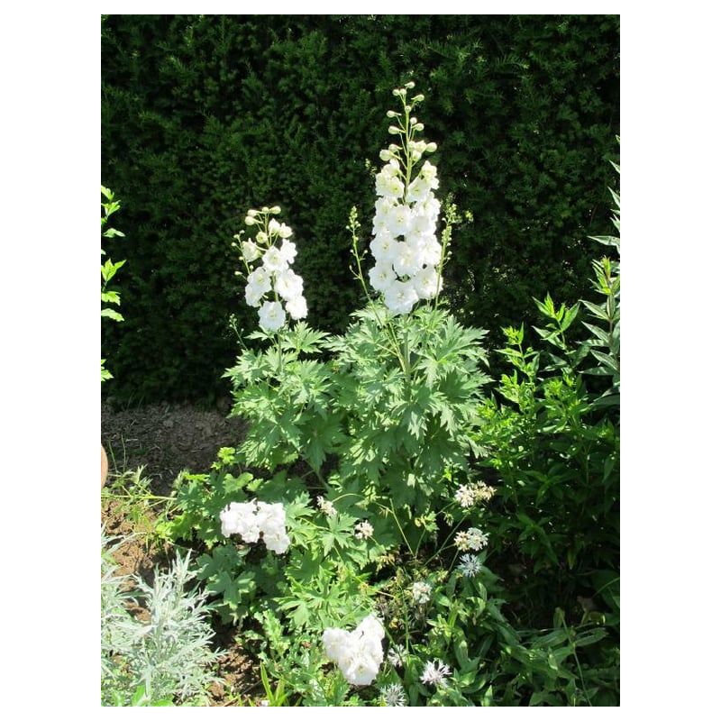 Delphinium Galahad