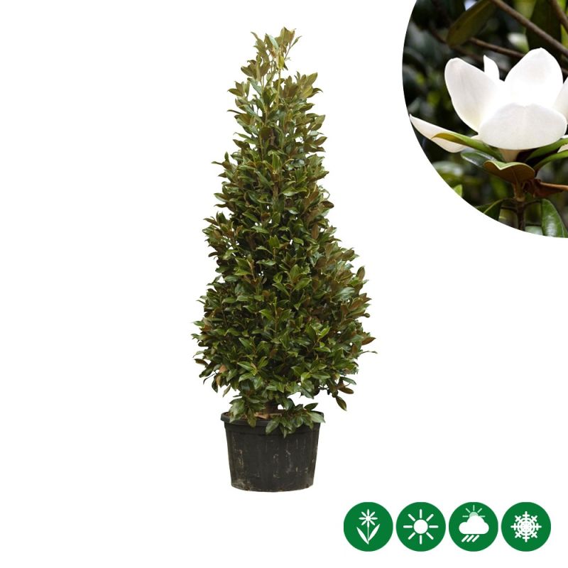 Magnolia Galissonière - solitair volgroeid
