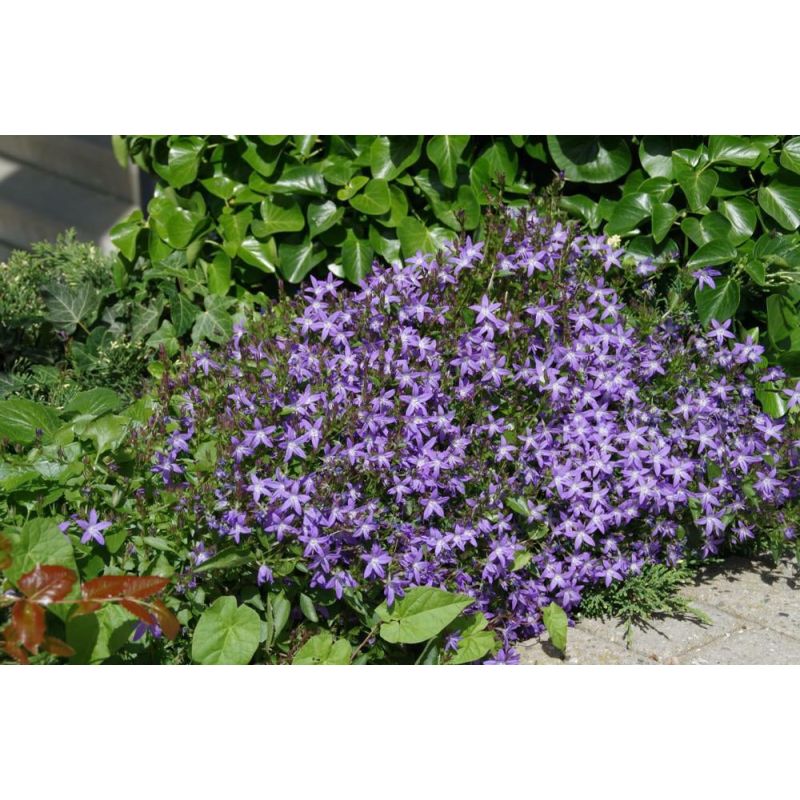 Campanula garganica 
