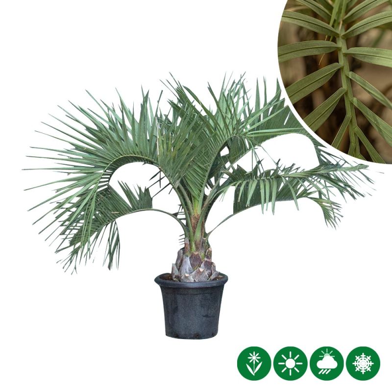 Butia capitata