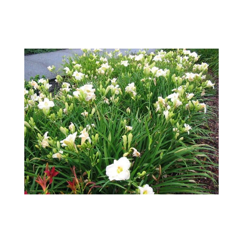Hemerocallis Gentle Shepherd
