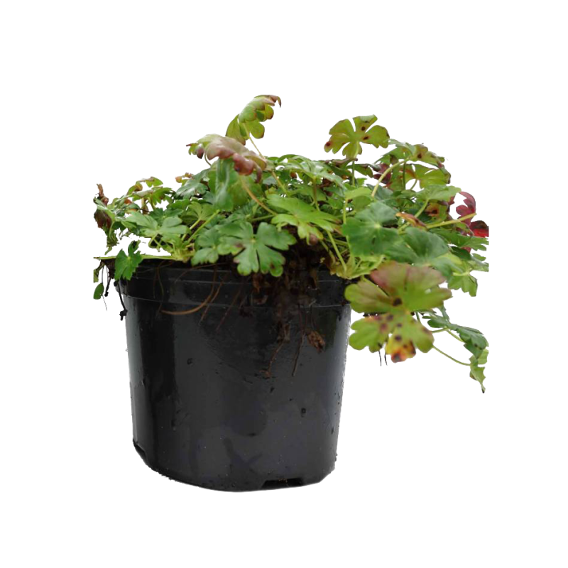 Geranium Cambridge - biologisch