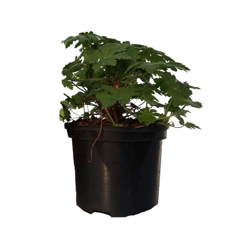 Geranium Spessart