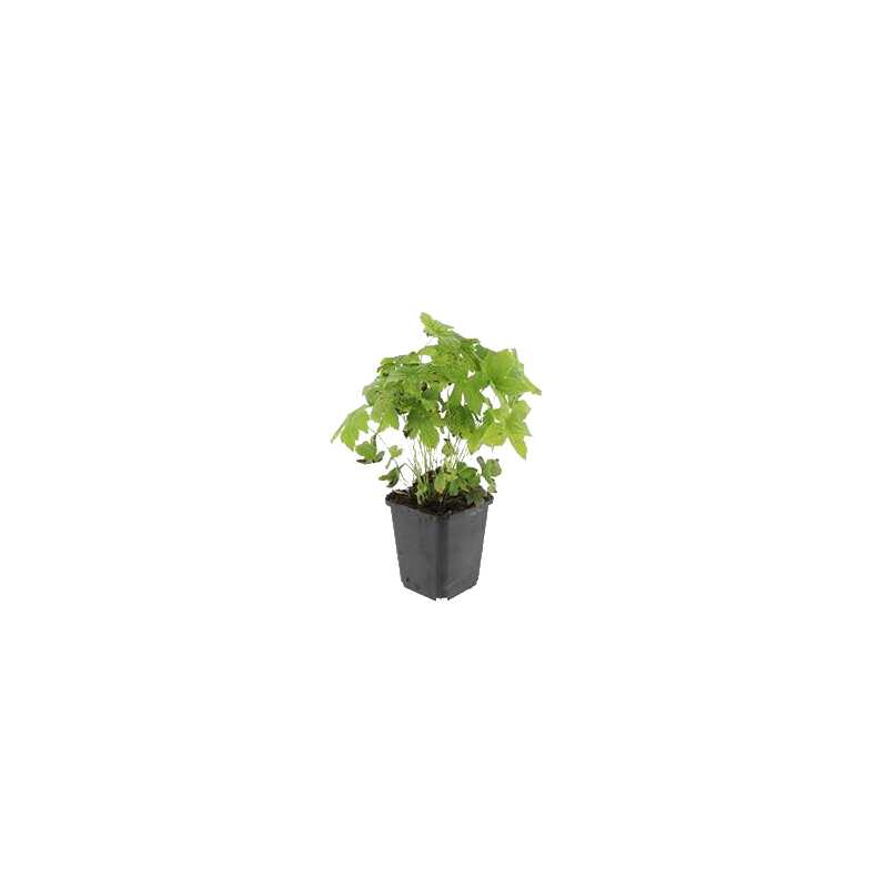 Geranium nodosum 
