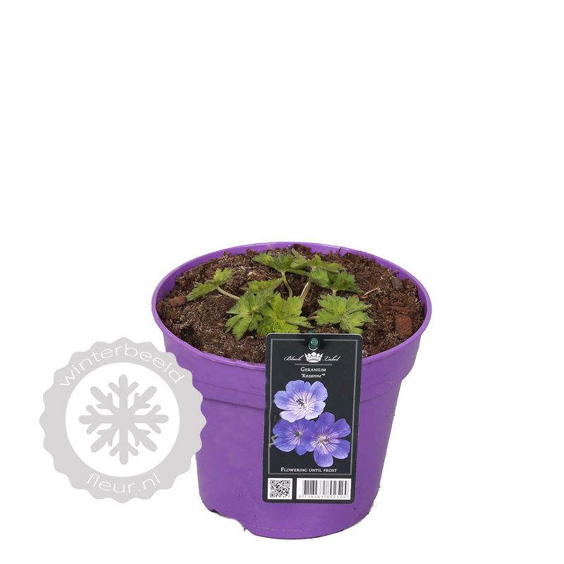 Geranium Rozanne - biologisch