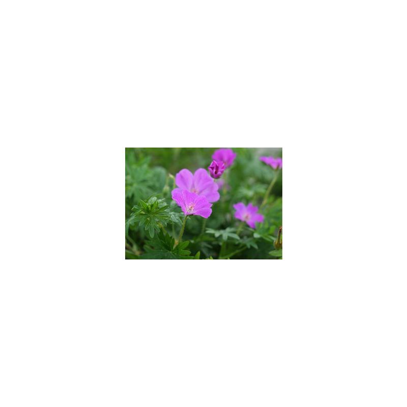 Geranium sanguineum 