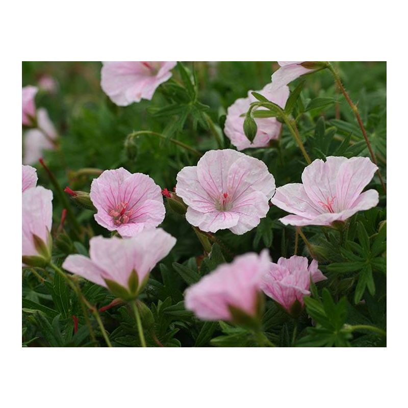 Geranium sanguineum striatum 