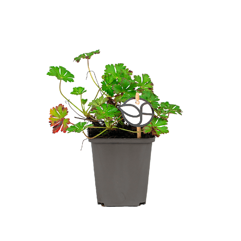 Geranium Biokovo 