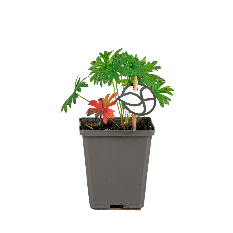 Geranium sanguineum striatum 